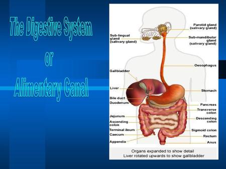The Digestive System or Alimentary Canal.