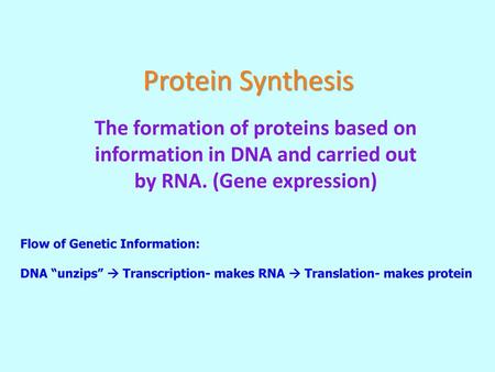 Protein Synthesis The formation of proteins based on information in DNA and carried out by RNA. (Gene expression) Flow of Genetic Information: DNA “unzips”