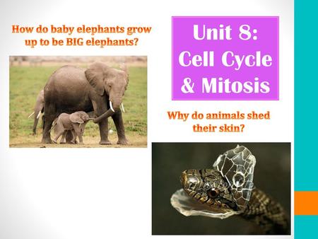 Unit 8: Cell Cycle & Mitosis