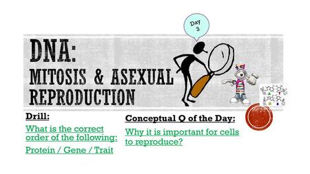 DNA: Mitosis & asexual reproduction