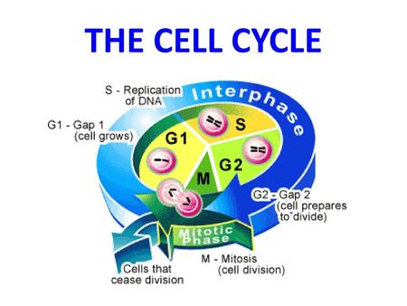 THE CELL CYCLE.