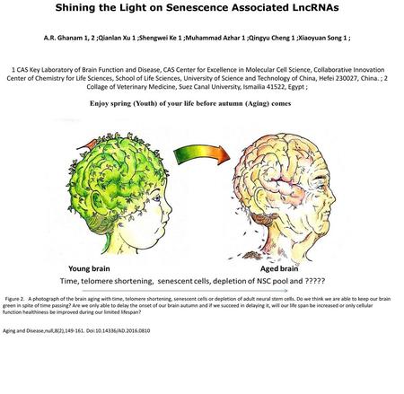 Shining the Light on Senescence Associated LncRNAs