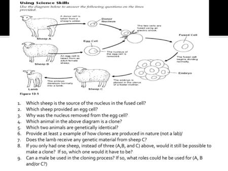 Which sheep is the source of the nucleus in the fused cell?