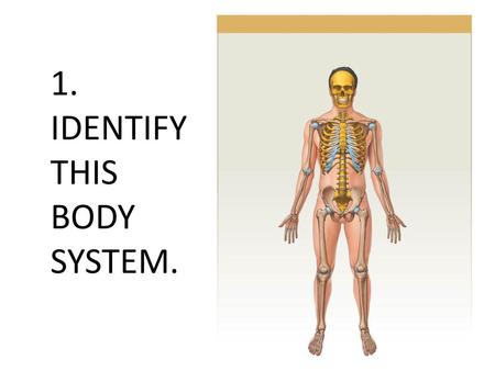 1. IDENTIFY THIS BODY SYSTEM.