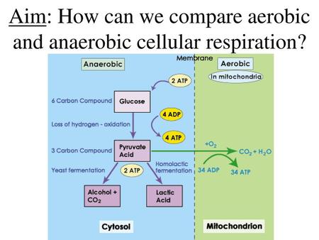 Aim: How can we compare aerobic and anaerobic cellular respiration?