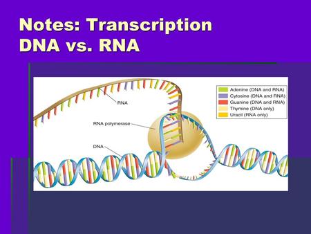 Notes: Transcription DNA vs. RNA