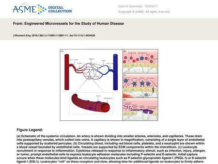 From: Engineered Microvessels for the Study of Human Disease