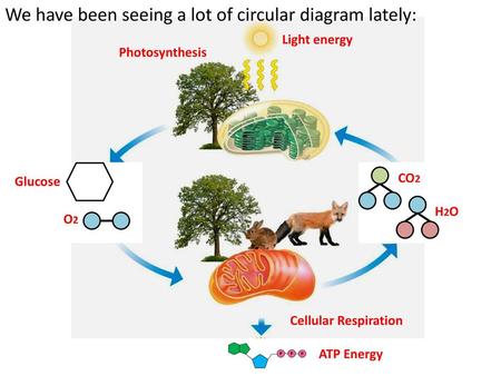 We have been seeing a lot of circular diagram lately: