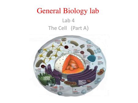 General Biology lab Lab 4 (The Cell (Part A.