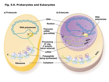 Fig Prokaryotes and Eukaryotes