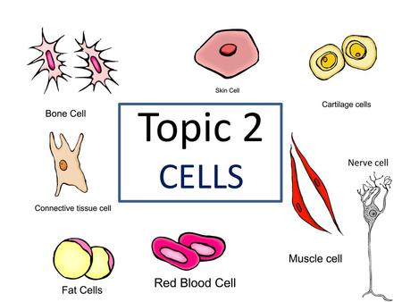 Topic 2 CELLS Nerve cell.