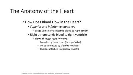 The Anatomy of the Heart