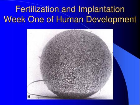 Fertilization and Implantation Week One of Human Development