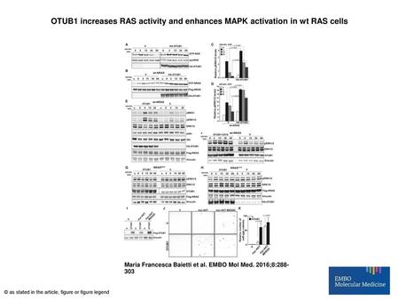 OTUB1 increases RAS activity and enhances MAPK activation in wt RAS cells OTUB1 increases RAS activity and enhances MAPK activation in wt RAS cells A,