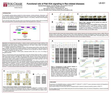 Functional role of Pak1/Erk signaling in Rac-related diseases Daniela Araiza-Olivera, Jennifer Rhodes, and Jonathan Chernoff FOX CHASE CANCER CENTER, 333.