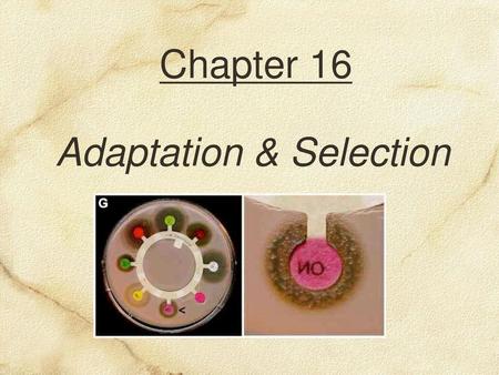 Adaptation & Selection