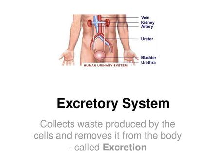 Excretory System Collects waste produced by the cells and removes it from the body - called Excretion.