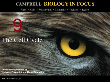 9 The Cell Cycle.