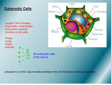 ` Eukaryotic Cells All eukaryotic cells (Only pick 2)