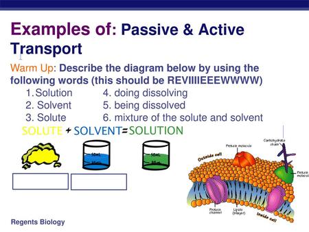 Examples of: Passive & Active Transport