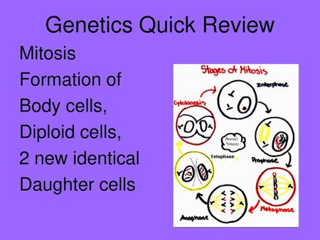 Genetics Quick Review Mitosis Formation of Body cells, Diploid cells,