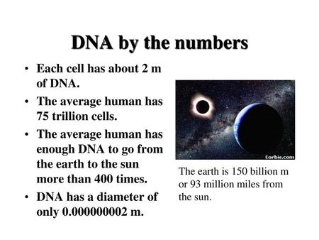 DNA by the numbers Each cell has about 2 m of DNA.