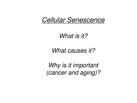 Cellular Senescence What is it? What causes it? Why is it important