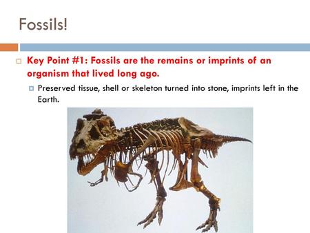 Fossils! Key Point #1: Fossils are the remains or imprints of an organism that lived long ago. Preserved tissue, shell or skeleton turned into stone,