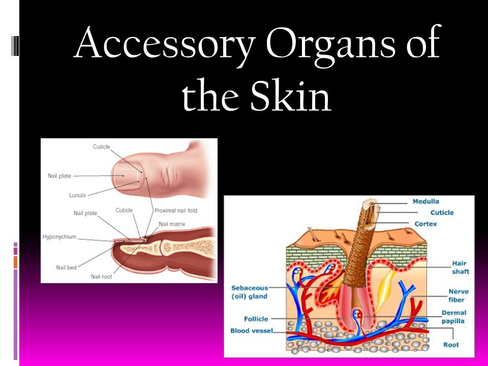 Accessory Organs of the Skin. Hair Characteristics  Location: Almost  everywhere (soles, palms, lips ect.)  Structure:  Hair follicle- organs  producing. - ppt download
