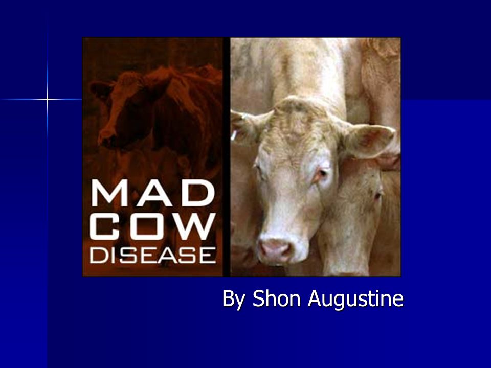 By Shon Augustine. Mad cow disease is an incurable, fatal brain disease  that affects cattle and possibly some other animals, such as goats and  sheep. - ppt download