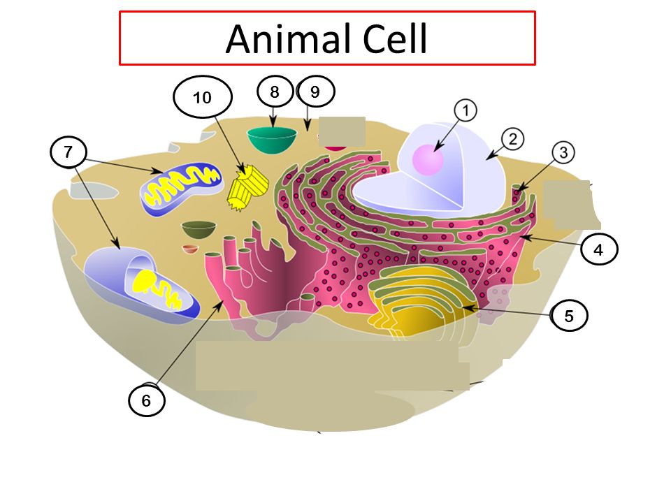 Animal Cell ppt video online download