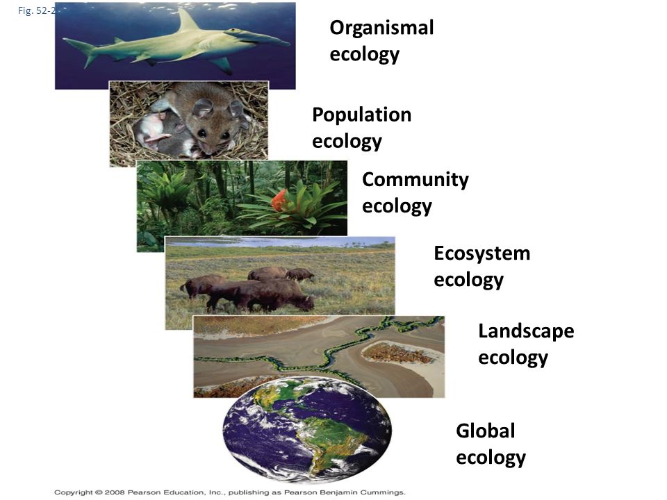 Fig Organismal Ecology Population Ecology Community Ecology Ecosystem Ecology Landscape Ecology Global Ecology Ppt Download