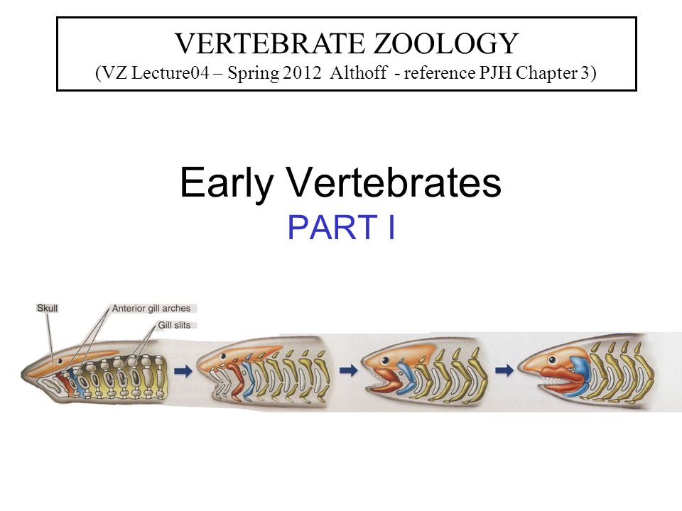 early vertebrates