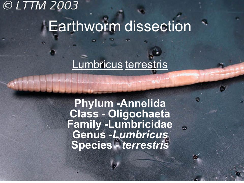 Earthworm dissection Lumbricus terrestris - ppt video online download
