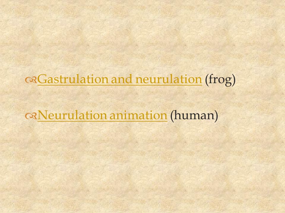 Gastrulation and neurulation (frog) - ppt video online download