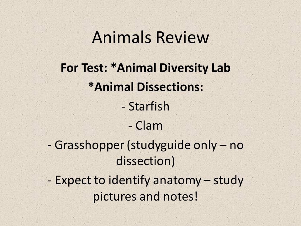 Animals Review For Test: *Animal Diversity Lab *Animal Dissections: -  Starfish - Clam - Grasshopper (studyguide only – no dissection) - Expect to  identify. - ppt download