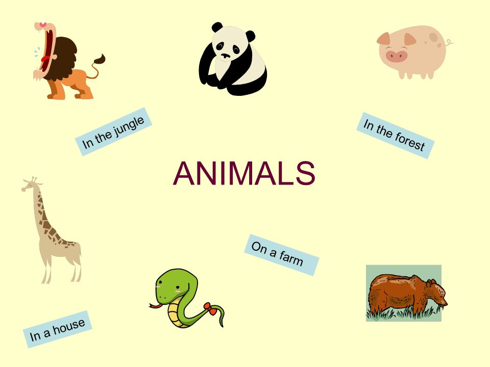 ANIMALS In the jungle In the forest In a house On a farm. - ppt download