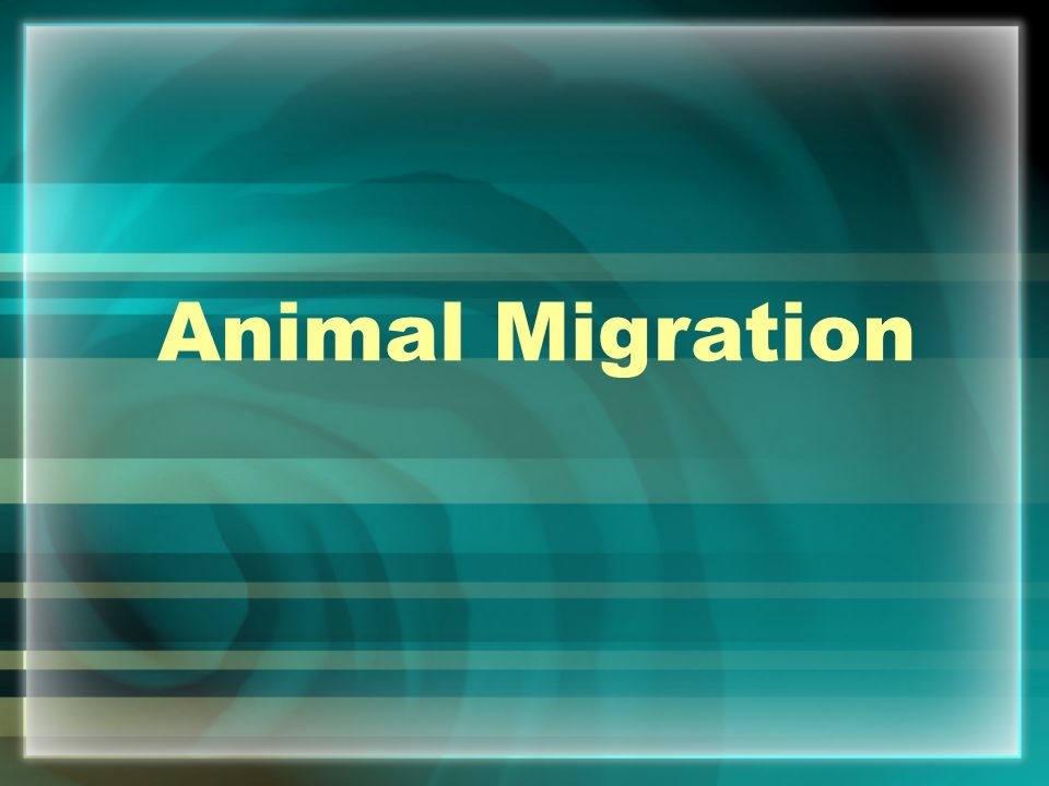 Animal Migration. - ppt video online download Animal Migration. - ppt video online download