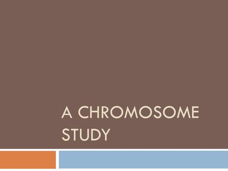 A Chromosome Study.