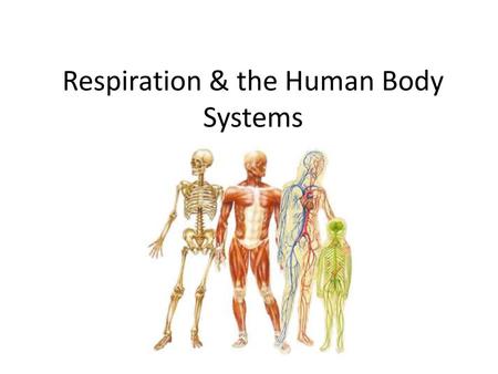 Respiration & the Human Body Systems