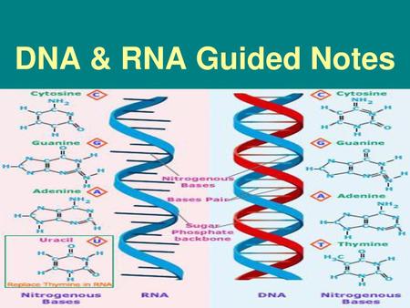 DNA & RNA Guided Notes.