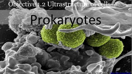 Prokaryotes Objective 1.2 Ultrastructure of cells