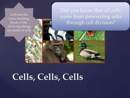 Cells are the basic building block of life.
