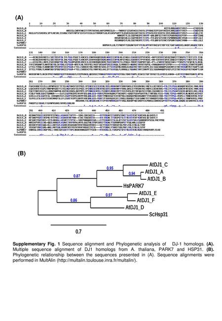 (A) (B) Supplementary Fig. 1 Sequence alignment and Phylogenetic analysis of DJ-1 homologs. (A). Multiple sequence alignment of DJ1 homologs from A.