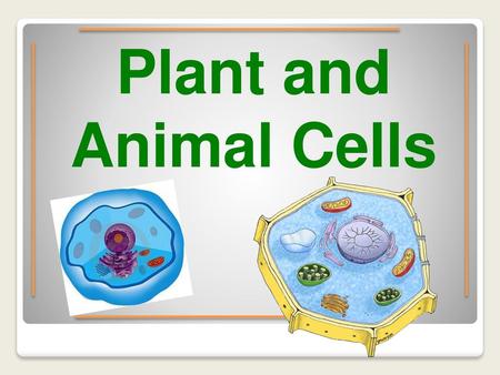 Plant and Animal Cells.