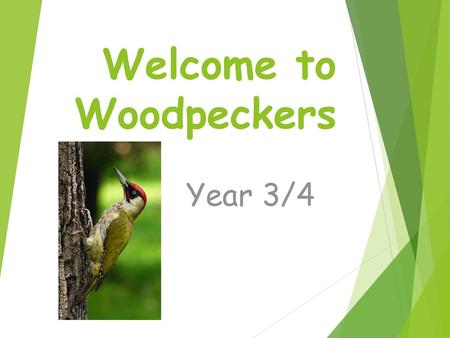 Welcome to Woodpeckers