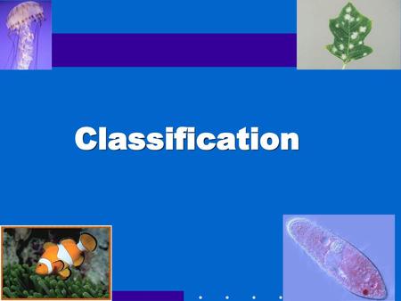 Classification Go to Section:.