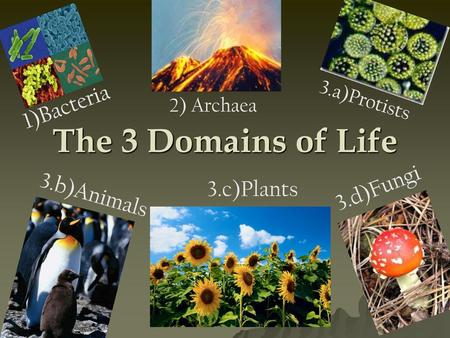 The 3 Domains of Life 1)Bacteria 3.d)Fungi 3.b)Animals 3.c)Plants