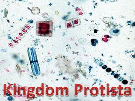 Kingdom Protista.