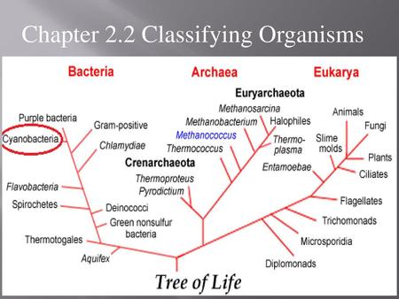 Chapter 2.2 Classifying Organisms